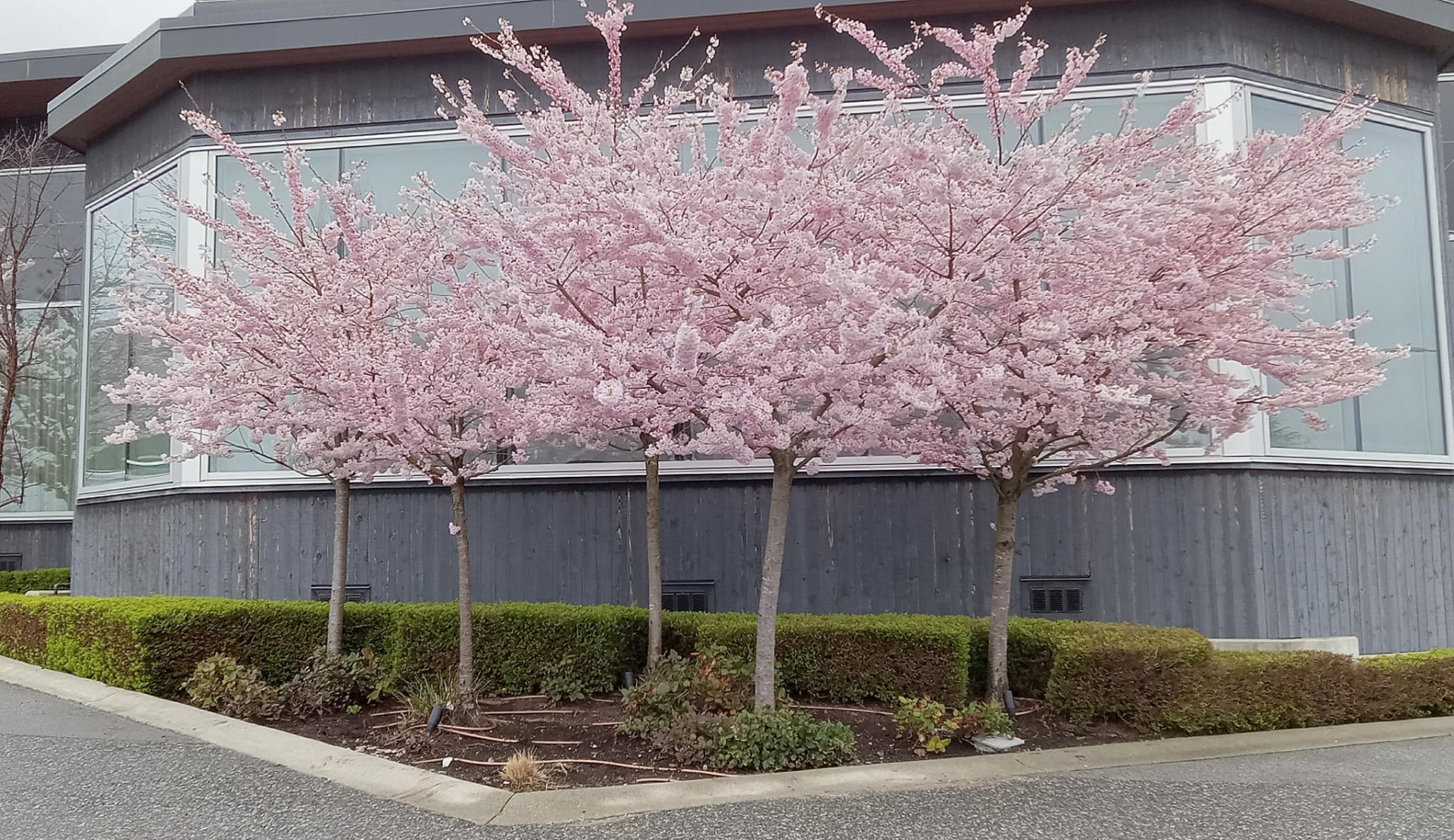 Landscape Maintenance